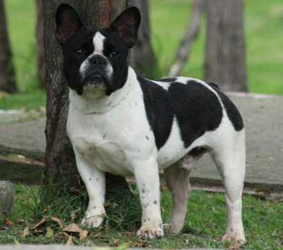 Medium Photo #1 French Bulldog Puppy For Sale in FEDERAL WAY, WA, USA