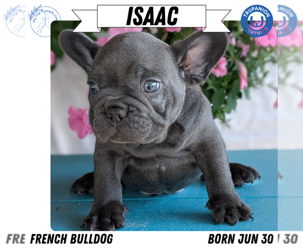 Medium Photo #49 French Bulldog Puppy For Sale in GOSHEN, IN, USA