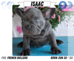 Small #11 French Bulldog