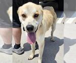 Small #2 Golden Labrador