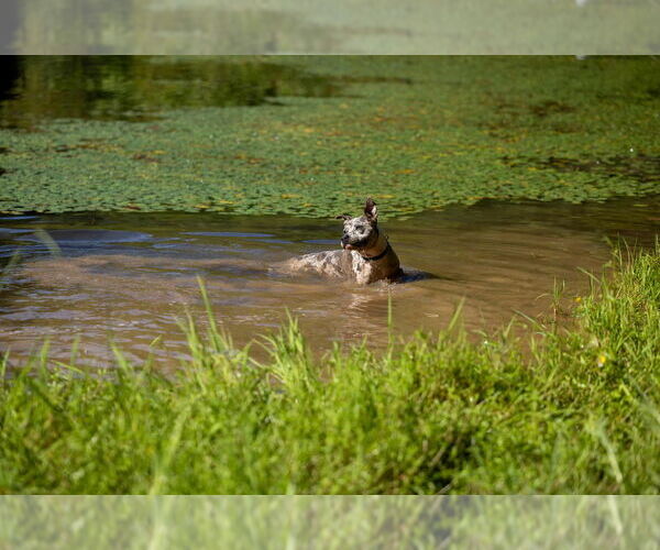 Medium Photo #9 Catahoula Leopard Dog Puppy For Sale in garner, NC, USA