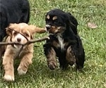 Small Photo #4 Cocker Spaniel Puppy For Sale in ELIDA, OH, USA