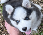 Puppy Angelo Pomsky