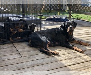 Mother of the Rottweiler puppies born on 03/06/2019