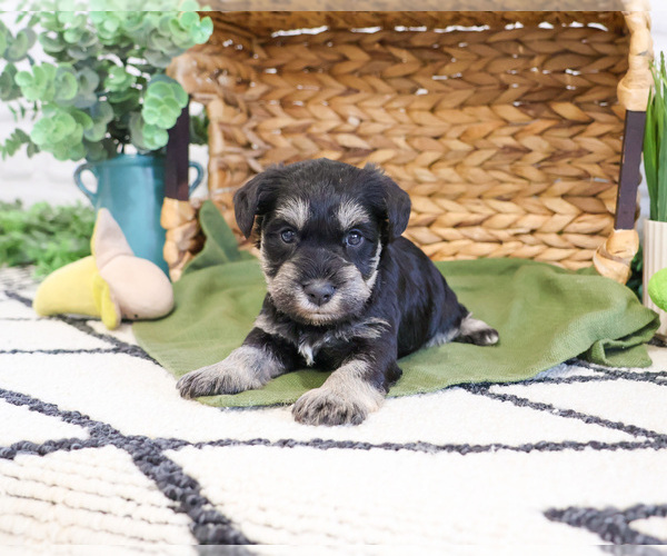 Medium Photo #3 Schnauzer (Miniature) Puppy For Sale in SYRACUSE, IN, USA