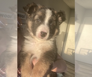 German Shepherd Dog Puppy for sale in DEL ROSA, CA, USA