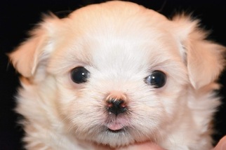 Maltese Puppy for sale in LAKE STEVENS, WA, USA