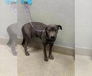 Mastiff-Unknown Mix Dogs for adoption in Las Vegas, NV, USA