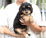 Small #2 Bernedoodle (Miniature)