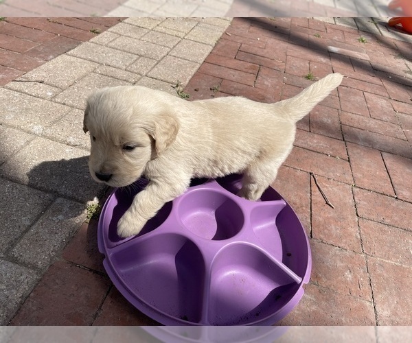 Medium Photo #17 Golden Retriever Puppy For Sale in MCKINNEY, TX, USA