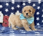 Small Photo #1 Bichpoo Puppy For Sale in LANCASTER, PA, USA