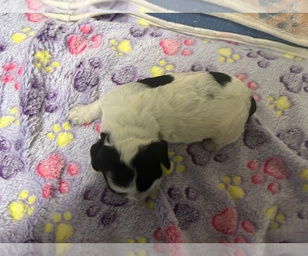 Medium Photo #20 Cocker Spaniel Puppy For Sale in MARTIN, GA, USA