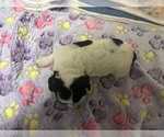 Small Photo #20 Cocker Spaniel Puppy For Sale in MARTIN, GA, USA