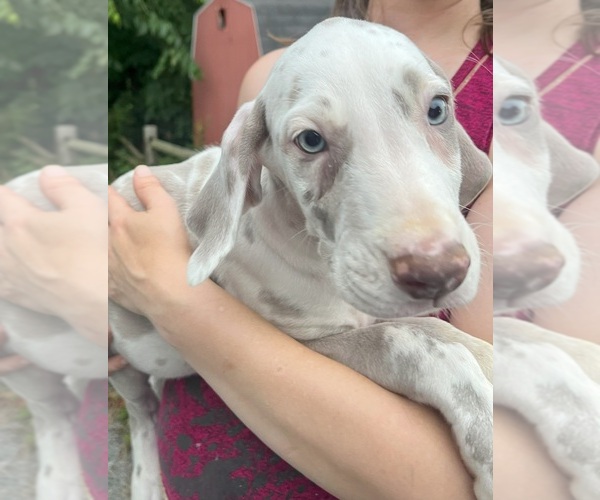 Medium Photo #85 Great Dane Puppy For Sale in SPRAGGS, PA, USA