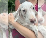Small Photo #85 Great Dane Puppy For Sale in SPRAGGS, PA, USA