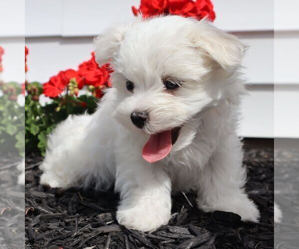 Medium Photo #4 Maltese Puppy For Sale in GREENVILLE, PA, USA