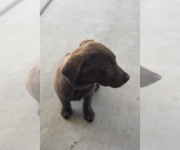 Medium Photo #1 Labrador Retriever Puppy For Sale in HANFORD, CA, USA
