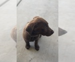 Small Photo #1 Labrador Retriever Puppy For Sale in HANFORD, CA, USA