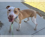 Small #1 American Pit Bull Terrier Mix