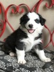 Small Photo #1 Australian Shepherd Puppy For Sale in THATCHER, AZ, USA