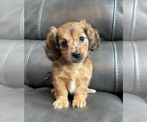 Dachshund Puppy for sale in FRANKLIN, IN, USA