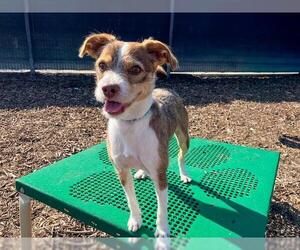 Cairn Terrier Dogs for adoption in Orange, CA, USA
