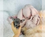 Small #6 Chihuahua