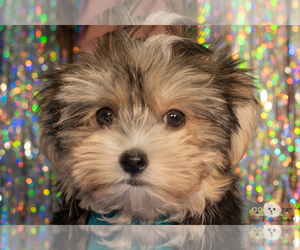 Morkie Puppy for sale in SAFFORD, AZ, USA