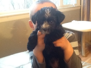 Maltipoo Puppy for sale in HICKORY HILLS, IL, USA
