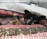 Small #2 Chihuahua Mix