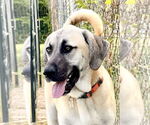 Small #2 Anatolian Shepherd-Rhodesian Ridgeback Mix