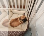 Small #4 French Bulldog
