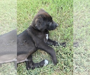 Shepradors Puppy for sale in WELLTON, AZ, USA