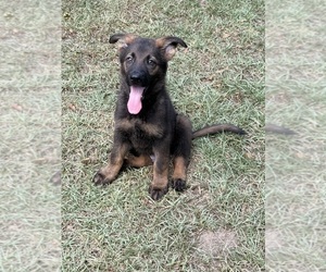 German Shepherd Dog Puppy for sale in DOTHAN, AL, USA