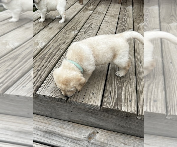 Medium Photo #3 Labrador Retriever Puppy For Sale in BIRNAMWOOD, WI, USA