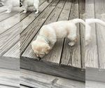 Small #2 Labrador Retriever