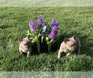 French Bulldog Puppy for sale in LANCASTER, PA, USA