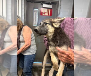 German Shepherd Dog Dogs for adoption in Stockton, CA, USA