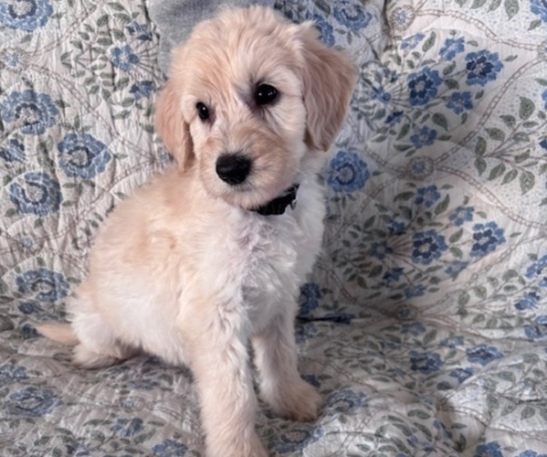 Medium Photo #1 Schnoodle (Giant) Puppy For Sale in ANDERSON, CA, USA