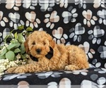 Small Photo #2 Goldendoodle (Miniature) Puppy For Sale in OXFORD, PA, USA