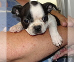 Puppy Ebony Boston Terrier