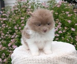 Puppy Echo Pomeranian