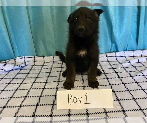 Medium Photo #4 German Shepherd Dog Puppy For Sale in COLCORD, OK, USA