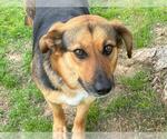 Small German Shepherd Dog Mix