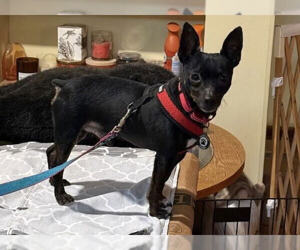 Medium Photo #5 Chipin Puppy For Sale in Princeton, MN, USA