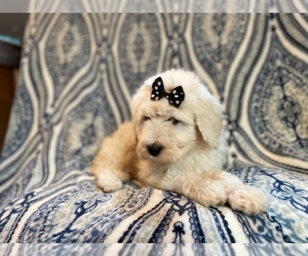 Medium Photo #16 Poodle (Standard) Puppy For Sale in LAKELAND, FL, USA
