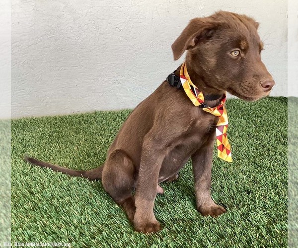 Medium Photo #3 Chocolate Labrador retriever-Unknown Mix Puppy For Sale in San Diego, CA, USA