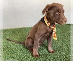 Small #2 Chocolate Labrador retriever Mix