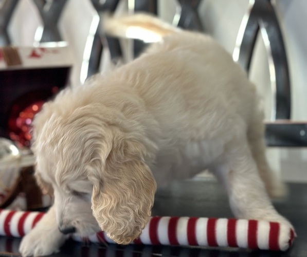Medium Photo #11 Goldendoodle Puppy For Sale in DAWSONVILLE, GA, USA