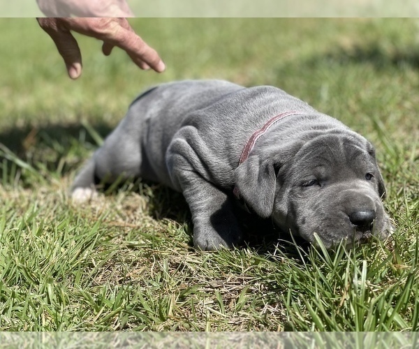 Medium Photo #18 Great Dane Puppy For Sale in PINNACLE, NC, USA